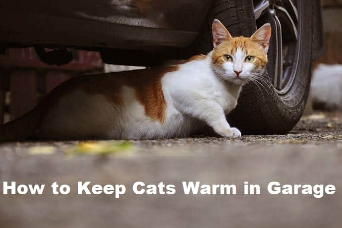 How to Keep Cats Warm in Garage