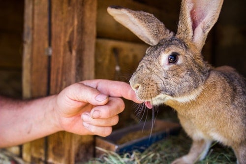 How to Keep Rabbits Warm in Winter