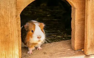 How To Keep Guinea Pigs Warm In Garage
