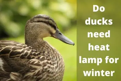 Do ducks need a heat lamp in the winter