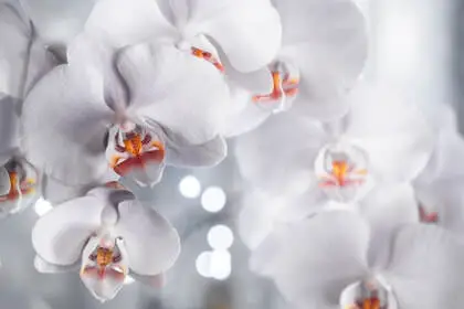 How to keep an orchid alive