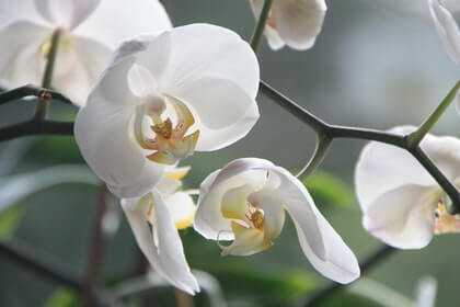 How to Keep Orchids Warm in Winter