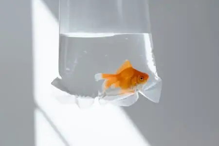 What temperature is too cold for goldfish?