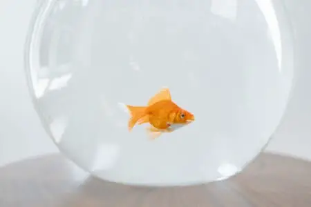 Do Goldfish Need a Heater in Winter